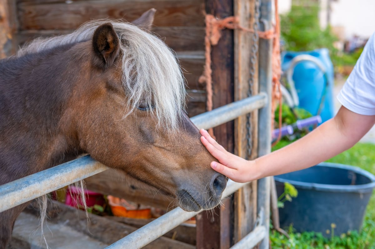 A therapeutic horseback riding session in a stable setting