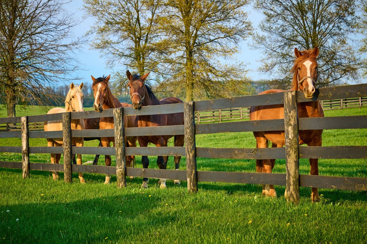 A group of horses looking over a wooden fence at the farm