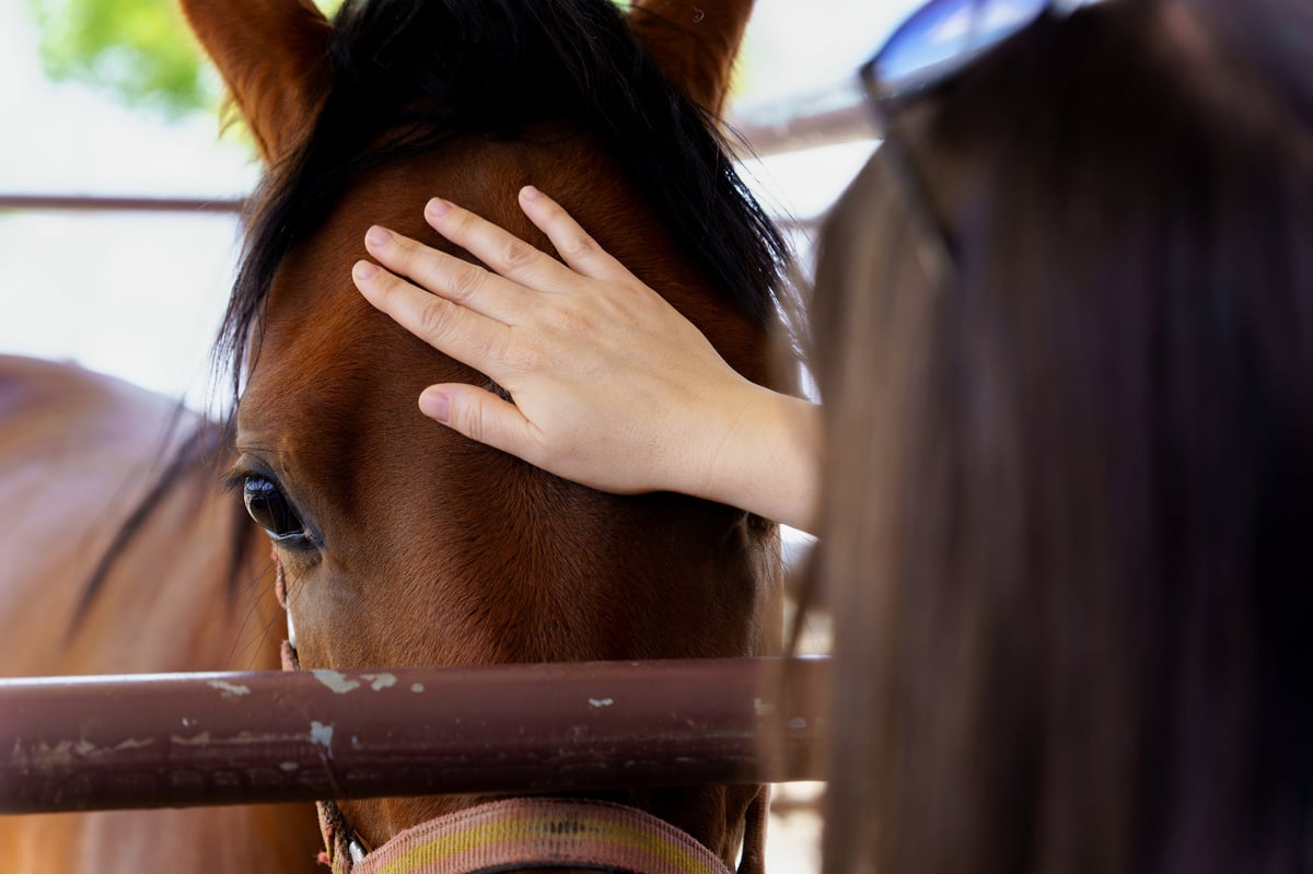 A girl's hand resting gently on a brown horse's muzzle