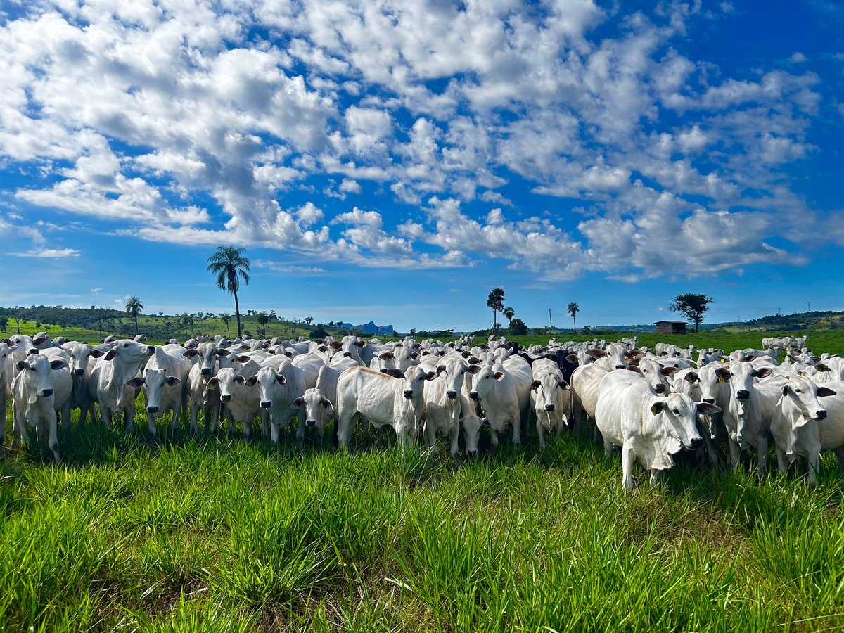 A herd of cattle grazing on open pasture at the ranch