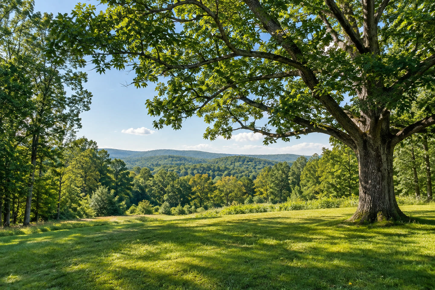 Mature trees overlooking a green rural landscape